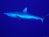 Grey Reef Shark (Carcharhinus Amblyrhynchos)  Great Barrier Reef  Queensland  Australia
