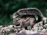 Cape Ground Squirrel (Xerus Inauris)  Etosha National Park  Kunene  Namibia