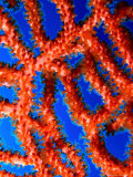 Detail of Skeletal Orange Gorgonian in the Red Sea  Ras Mohammed National Park  Egypt