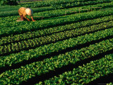Working in Market Garden  Nha Trang  Khanh Hoa  Vietnam
