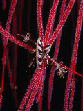 Feather Star on Sea Whips  Bali  Indonesia