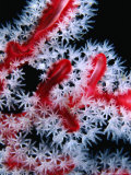 Red Gorgonian Coral Polyps in Andaman Sea  Ko Bon  Phang-Nga  Thailand
