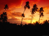 Palm Trees at Sunset  Fiji
