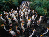 Royal Penguins Crossing Nuggets Creek to Access Rookery  Macquarie Island  Antarctica