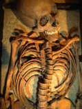 Skeleton displayed in Moesgaard Museum  Copenhagen  Denmark