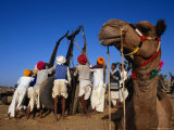Camel and Men Working on Camel Cart  Pushkar  Rajasthan  India