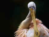 Yellow Billed Spoonbill (Platelea Flavipes) at Perth Zoo  Perth  Australia