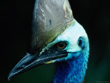 Face of Cassowary  Australia