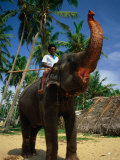 Man Riding Elephant  Hikkaduwa  Sri Lanka