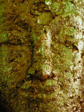 Buddha's Face Obscured Through Gold Leaf at Wat Mongkhon Bophit  Ayuthaya  Thailand