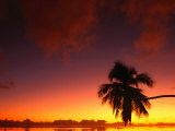 Coconut Palm in Sunset Silhouette at Aitutaki Lagoon  Aitutaki  Southern Group  Cook Islands