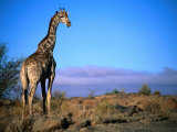 Giraffe Looking Over Its Shoulder  Augrabies Falls National Park  Northern Cape  South Africa