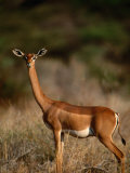 Gerenuk (Litocranius Walleri)  Samburu National Reserve  Rift Valley  Kenya