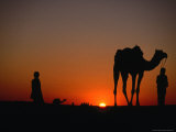 Camels and Herders at Sunset in the Sam Desert  Jaisalmer  Rajasthan  India