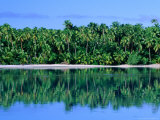 Palm Trees on Aitutaki Lagoon  Aitutaki  Southern Group  Cook Islands
