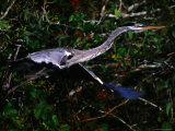 Waterbird of the Pantanal  Pantanal Matogrossense National Park  Brazil