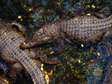 Crocodiles at the Bangkok Zoo  Bangkok  Thailand