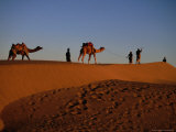 Camels and Their Herders in the Sam Desert  Jaisalmer  Rajasthan  India