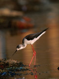 Female Black-Winged Stilt (Himantopus Himantopus)  India