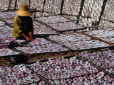Thousands of Farmed Squid and Worker  Prachuap Khiri Khan  Thailand