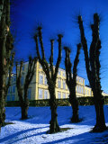 Trees in Winter in Frederiksberg Have  Copenhagen  Denmark