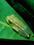 Tree Frog on Underside of Leaf in Eastern Madagascar  Madagascar