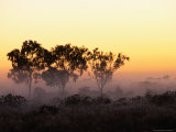 Trees at Sunrise  Cape York Peninsula  Australia