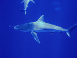 Galapagos Shark (Carcharhinus Galapagensis)  Midway Island  USA