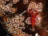 Emperor Shrimp on Leopard Sea Cucumber in Lion's Den Passage  Wakaya Wall  Fiji