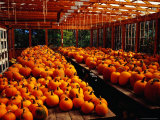Many Pumpkins Sitting on Tables in Ogunquit  Maine  USA