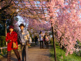 People Walking Under Roof of Pink Cherry Blossoms  Kyoto  Japan