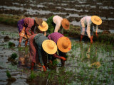 Women Planting Rice Seedlings  Nyaungshwe  Shan State  Myanmar (Burma)