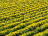 Field of Grapevines at Beckstoffer Vineyards  Napa Valley  California  USA
