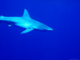 Shark Underwater  Fiji