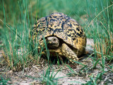 Tortoise Crawling Through Grass  Okavango Delta  Botswana