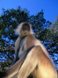 Common Langur (Presbytis Entellus) or Hanuman Langur  Sri Lanka