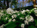 Ramsons (Wild Garlic) at Stackpole Estate in May  Pembrokeshire Coast National Park  United Kingdom