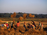 Workers Threshing Rice Harvest  Chiang Rai  Thailand