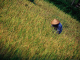 Worker in Field Around Vang Vieng  Vang Vieng  Laos