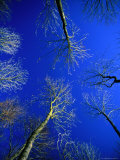 Beech Tree Forest in Late Autumn  Sjaelland Island  West Zealand  Denmark