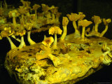 Pied Bleu or Blue Foot Mushrooms at Musee Du Champignon (Mushroom Museum)  Saumur  France