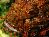 Scorpion Fish (Genus Scorpaena)  Oman