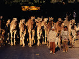 Camels Travelling from Rajasthan to West Bengal on Grand Trunk Road  Uttar Pradesh  India