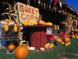 Roadside Stall Selling Sweet Corn and Pumpkin  Forestburg  USA