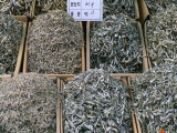 Piles of Sardines for Sale  Yeosu  Jeollanam-Do  South Korea