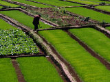 Cabbage Crop and Rice Paddies Near Kunming  Kunming  Yunnan  China