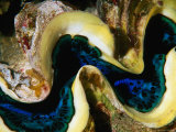 Partially Open Clam  Red Sea  Saudi Arabia