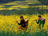 Female Farmers Walking Through Canola Fields  Kaili  China