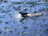 Wild Horse Galloping Through Water  Aurukun  Cape York Peninsula  Australia