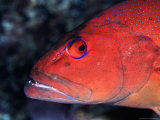 Profile of Roving Coral Groper (Plectropomus Leopardus)  Fiji